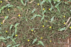 Portulaca quadrifida